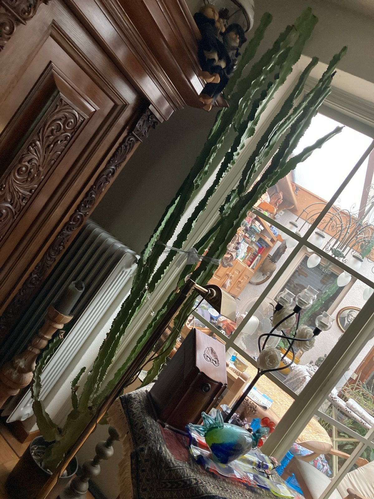 Grote zuil cactus (euphorbia), Ophalen, 200 cm of meer, Halfschaduw, Cactus