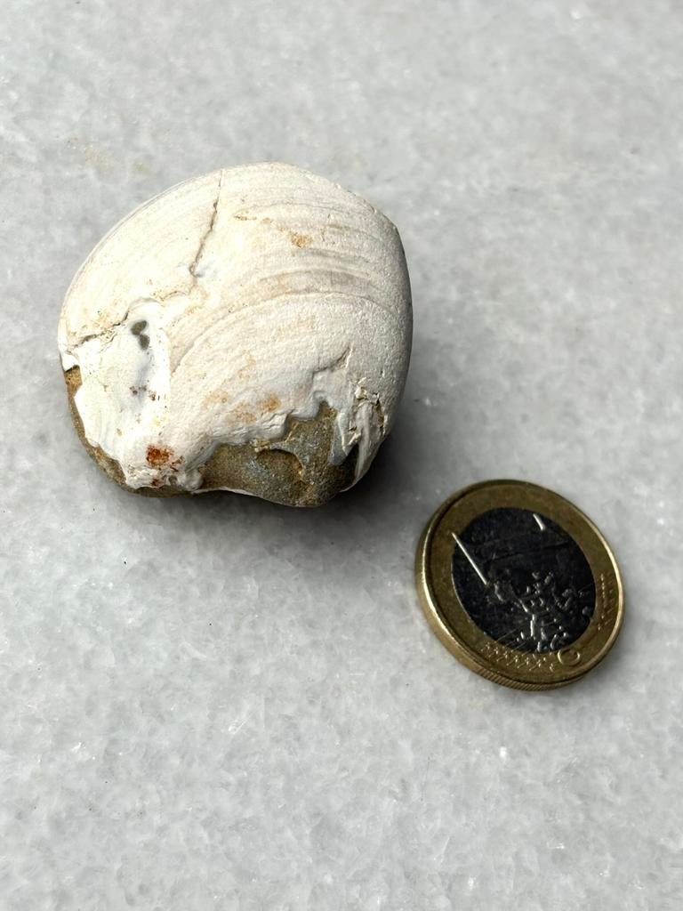 Versteende schelp nr 84, Ophalen of Verzenden