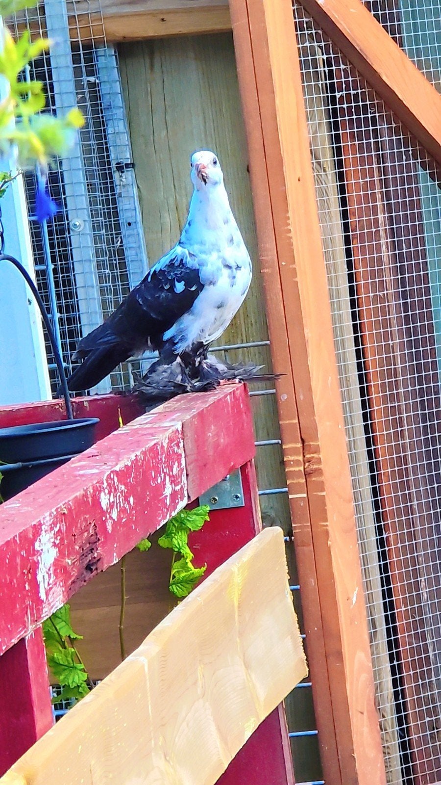 Duiven te koop, Dieren en Toebehoren, Vogels | Duiven, Meerdere dieren, Overige soorten