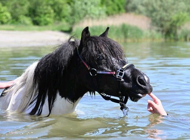 Stamboek Shetland merrie's grote maat, Dieren en Toebehoren, Merrie, A pony (tot 1.17m), Met stamboom