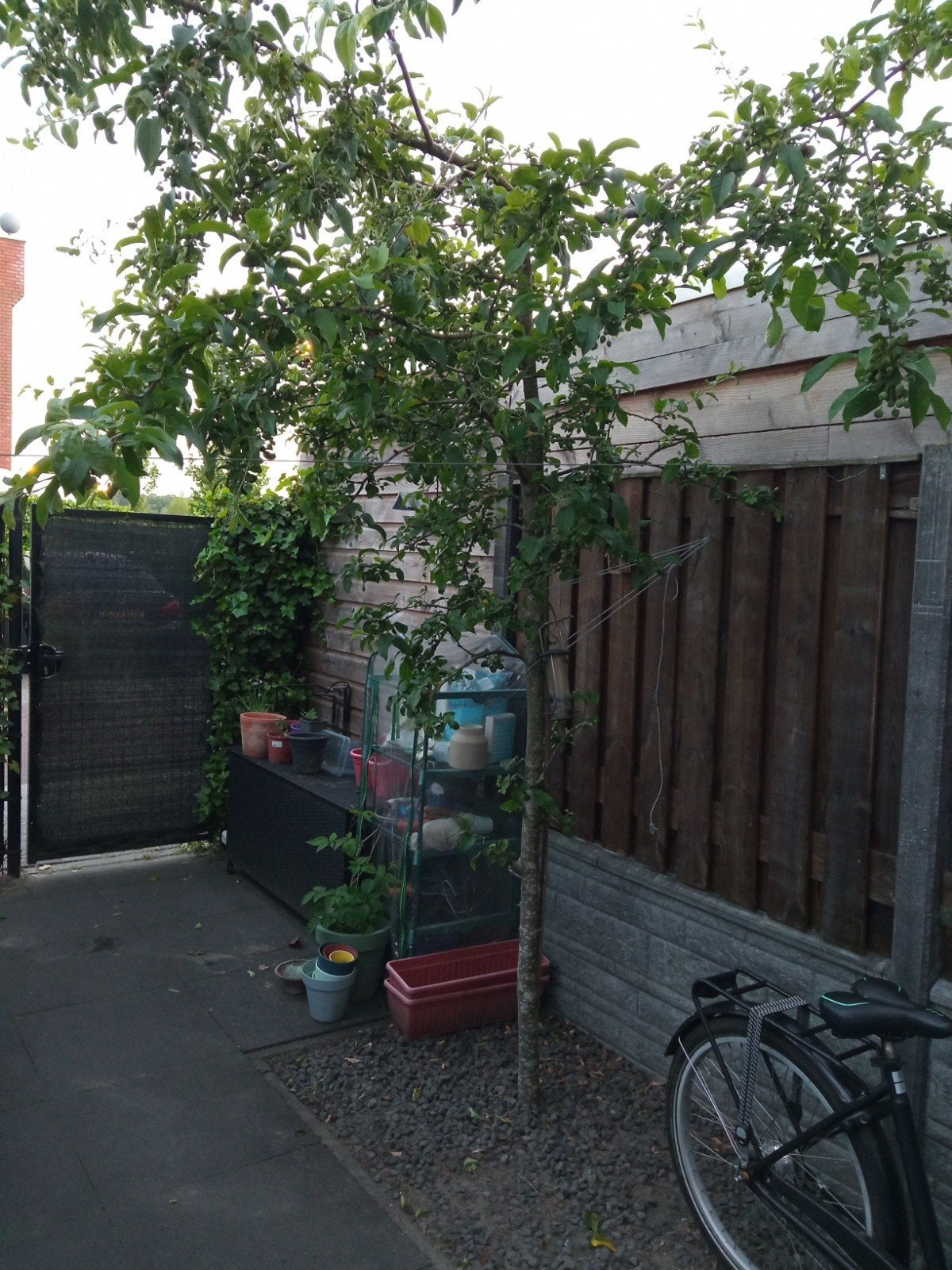 Jonge fruitboom: Appelboom, Ophalen, Overige soorten, Volle zon