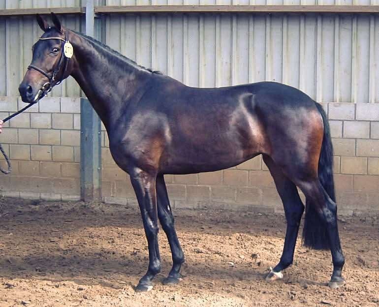 Kwpn ElLITE fokmerrie Andretti x Krack C x Gribaldi, Merrie