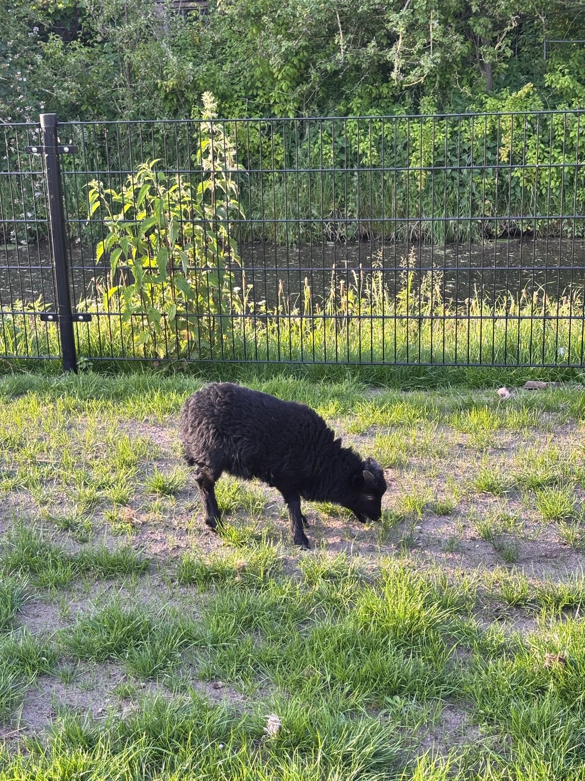 Ouessant ram, Dieren en Toebehoren, Mannelijk, Schaap