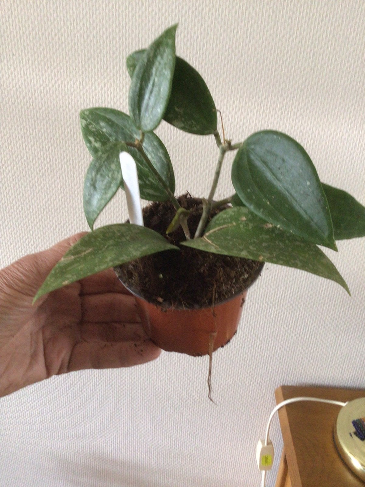 Diverse Hoya kamerplanten te koop, Ophalen of Verzenden, Halfschaduw, Minder dan 100 cm