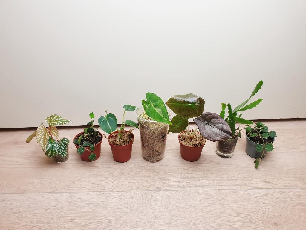 Set baby kamerplantjes, hoya, begonia, alocasia, anthurium, Overige soorten, In pot, Minder dan 100 cm, Groene kamerplant