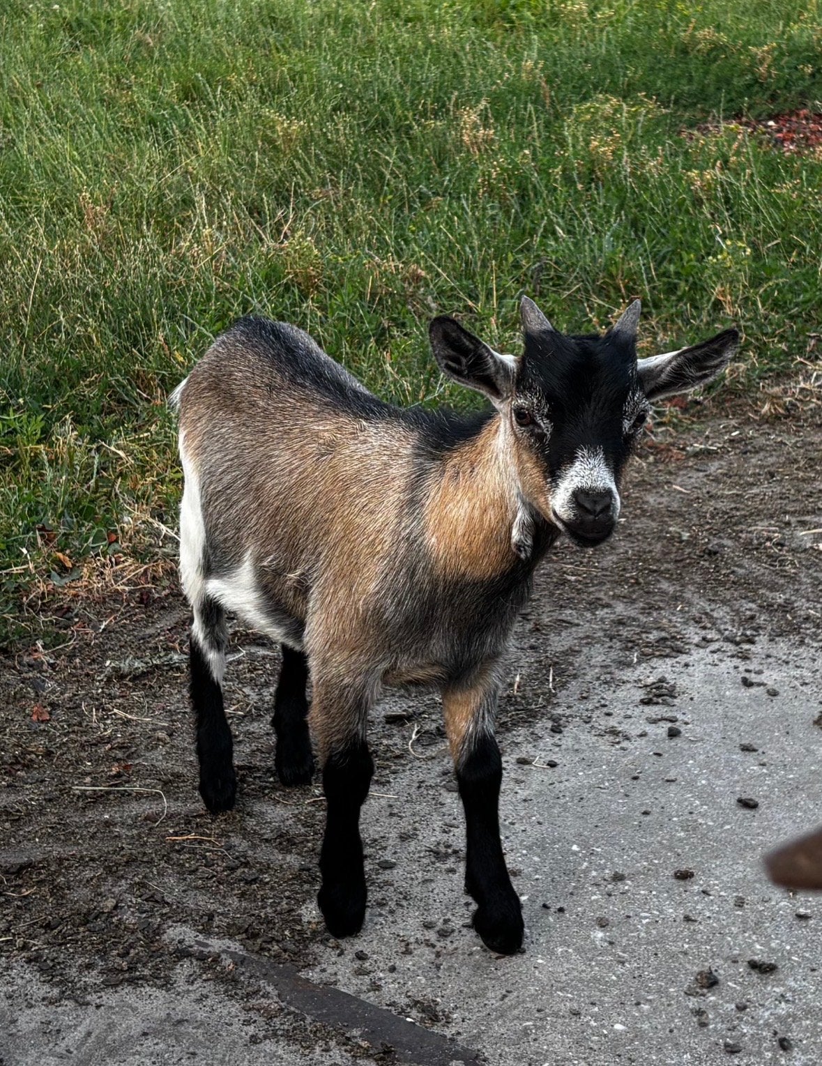 Dwerggeit bok, Dieren en Toebehoren, Mannelijk, Geit, 0 tot 2 jaar
