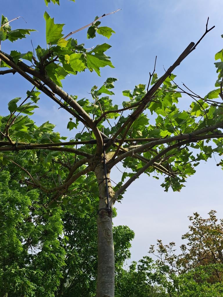 Dakplataan in pot te koop, Tuin en Terras, Overige soorten, 100 tot 250 cm, Zomer, Ophalen