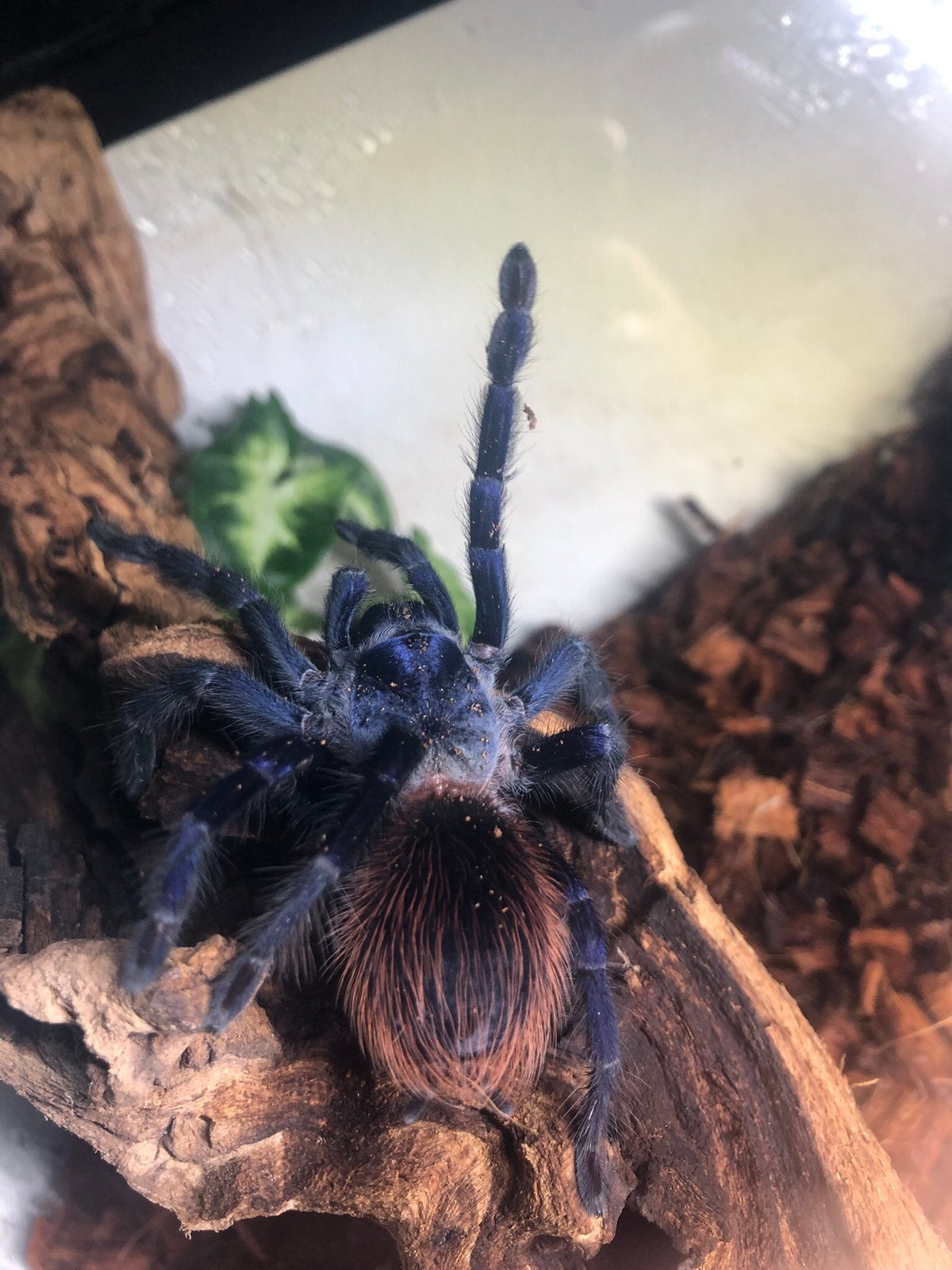 “Braziliaanse zalmroze Vogelspin” te koop, Dieren en Toebehoren, Spin of Schorpioen
