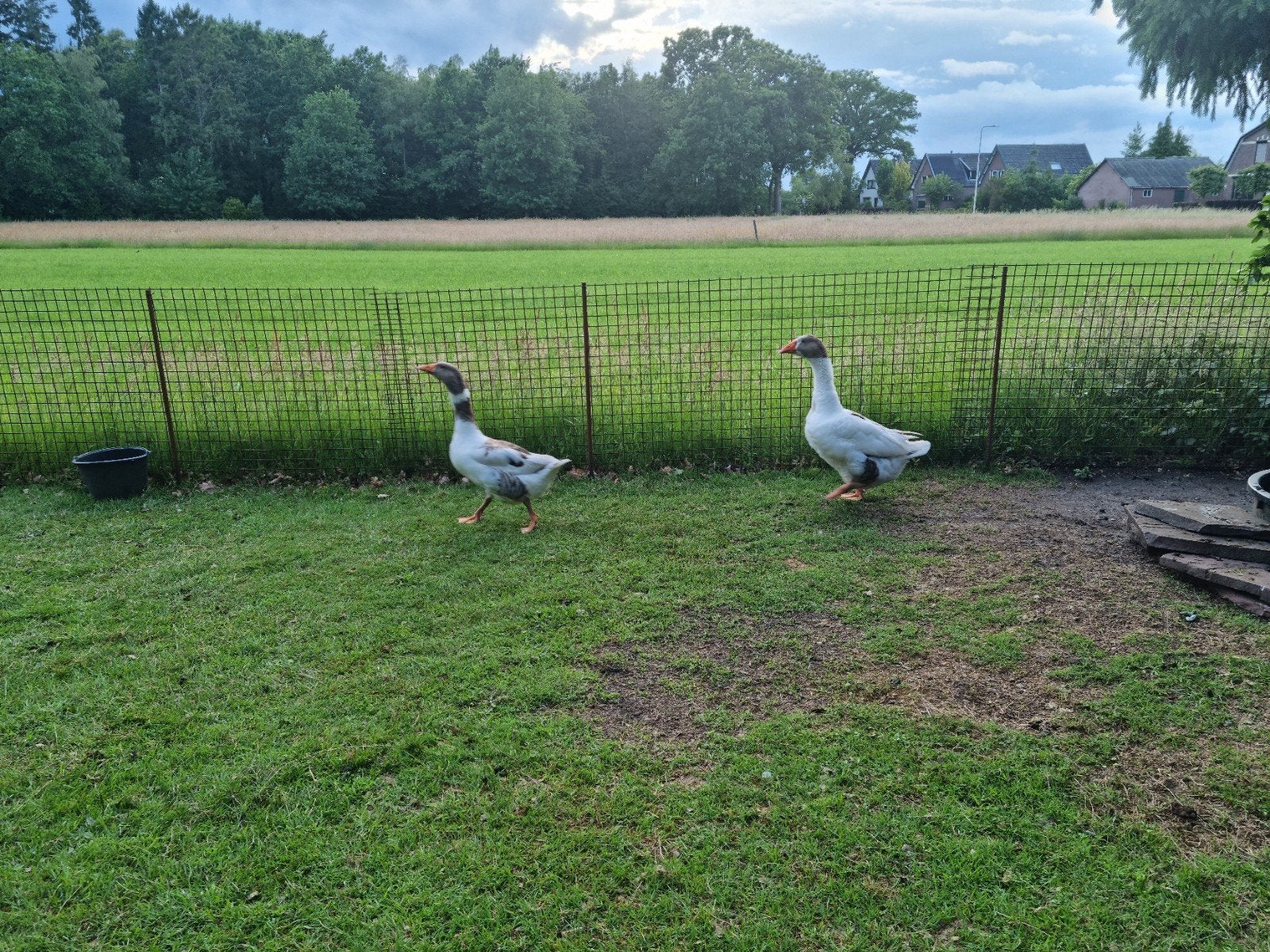 Superknap duo ganzen Twentse landgans landganzen GROOT, Meerdere dieren, Gans of Zwaan