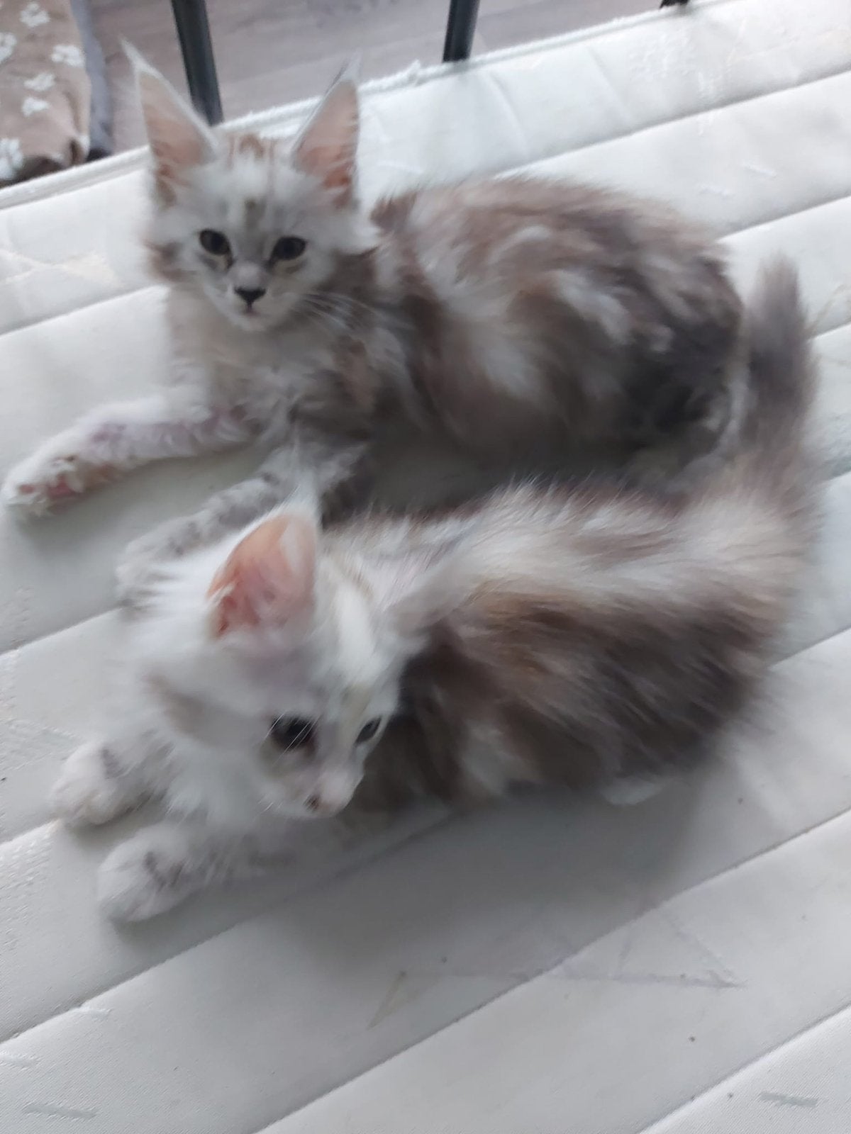 Maine coon kittens poesjes, Poes