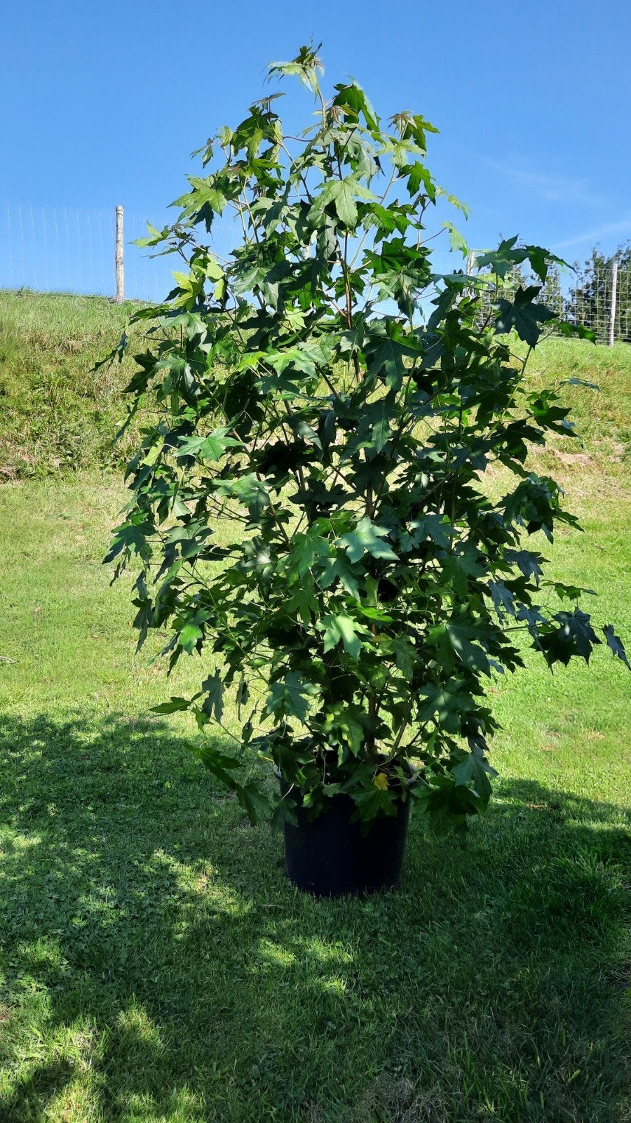 Liquidambar styraciflua meerstammig🌿🍁, Tuin en Terras, Ophalen, Bloeit niet, Halfschaduw, Overige soorten