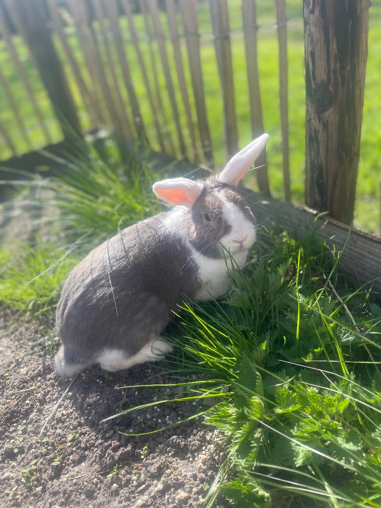 Te koop:mannelijke konijnen, Dieren en Toebehoren, Mannelijk, Middelgroot, 0 tot 2 jaar