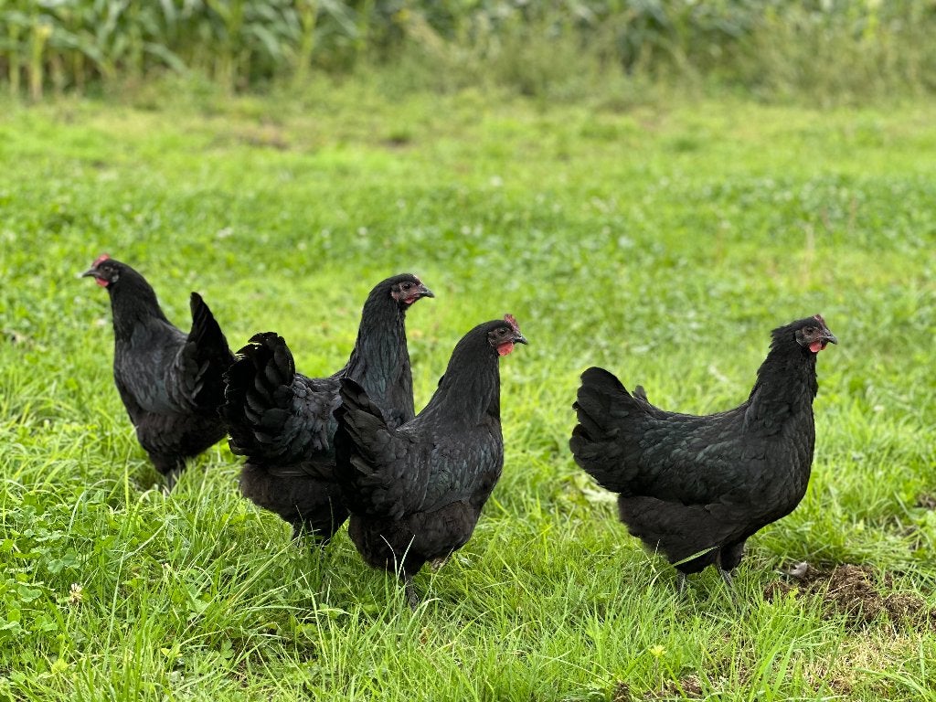 Jonge tamme Australorp kippen gesekst & ingeënt