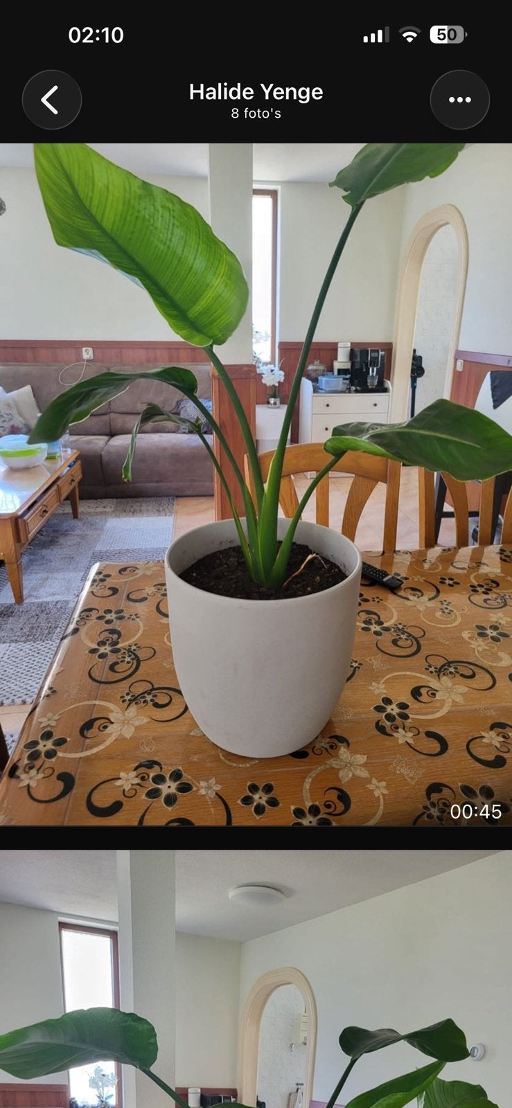 Kamer planten met potjes, Ophalen, Halfschaduw, Minder dan 100 cm