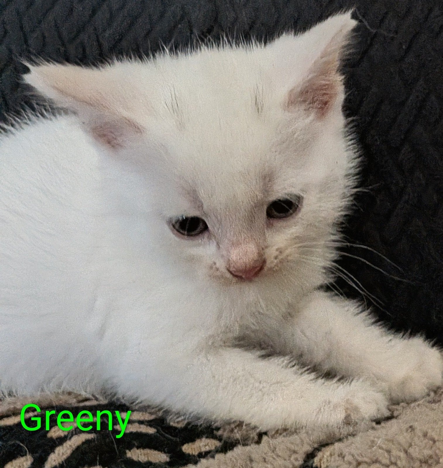 Nog 1 prachtige kitten beschikbaar., Dieren en Toebehoren, Meerdere dieren