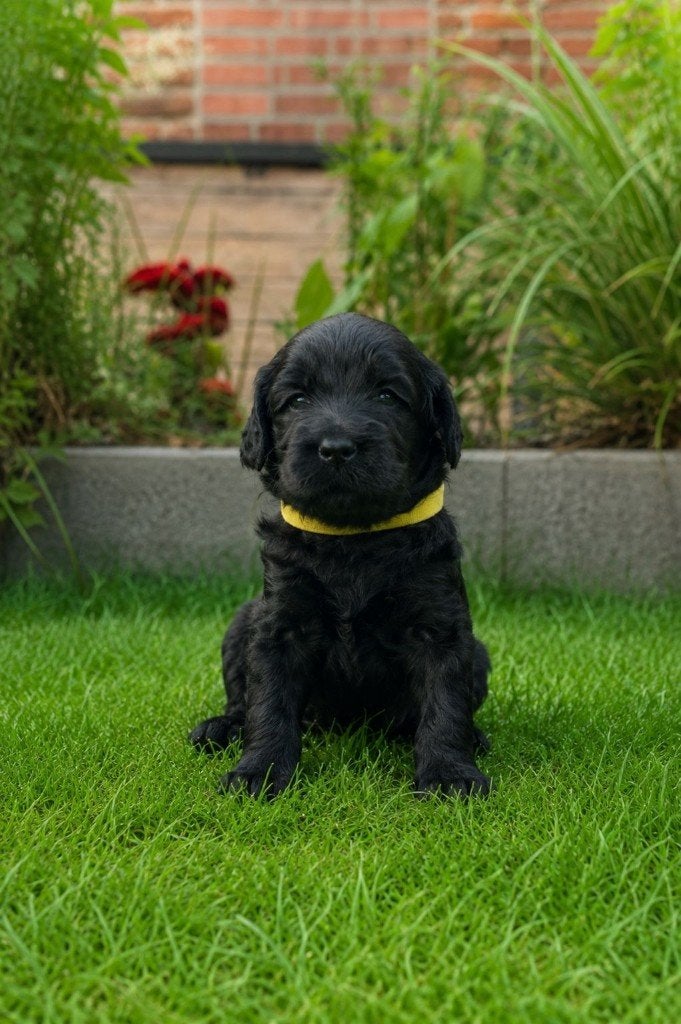 Australian Labradoodle pups geboren, Caramel, Beige & Zwart, Parvo, Overige rassen, 8 tot 15 weken, Meerdere