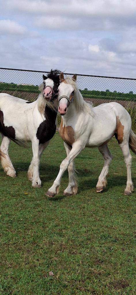 paard te koop, Merrie, Minder dan 160 cm, Met stamboom, Zadelmak