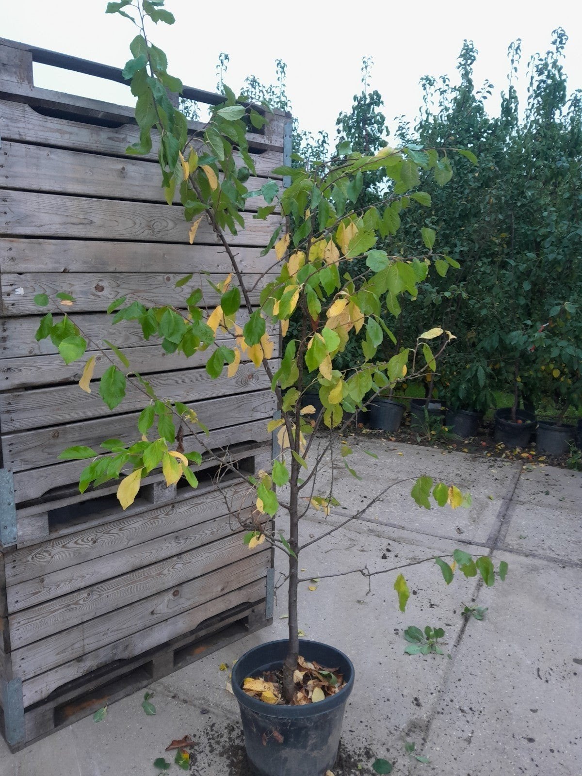 pruimenboom, Ophalen, In pot, Lente