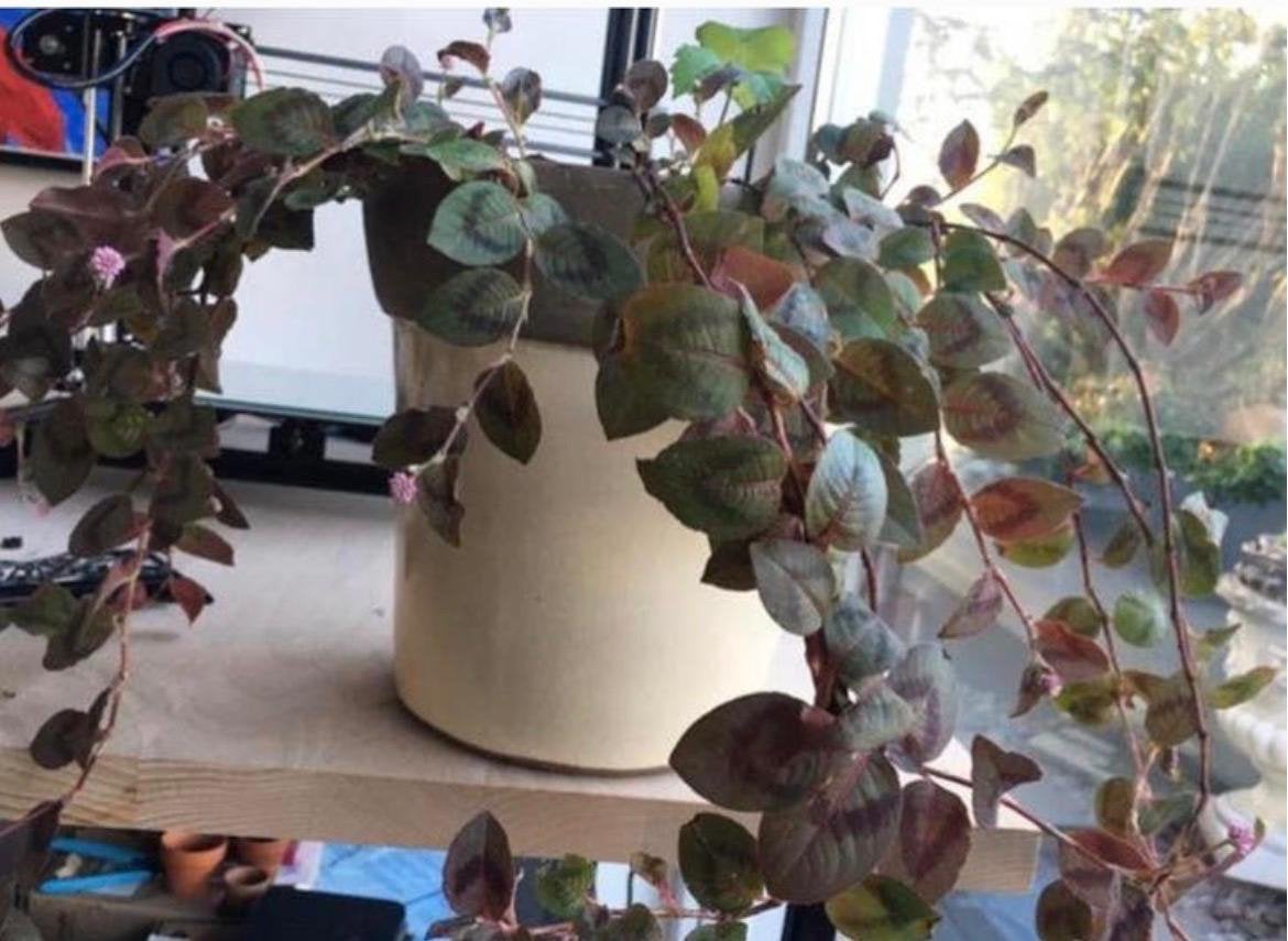 Grote beige terracotta vintage bloempot de kamerplanten, Ophalen, Rond, Binnen, Zo goed als nieuw
