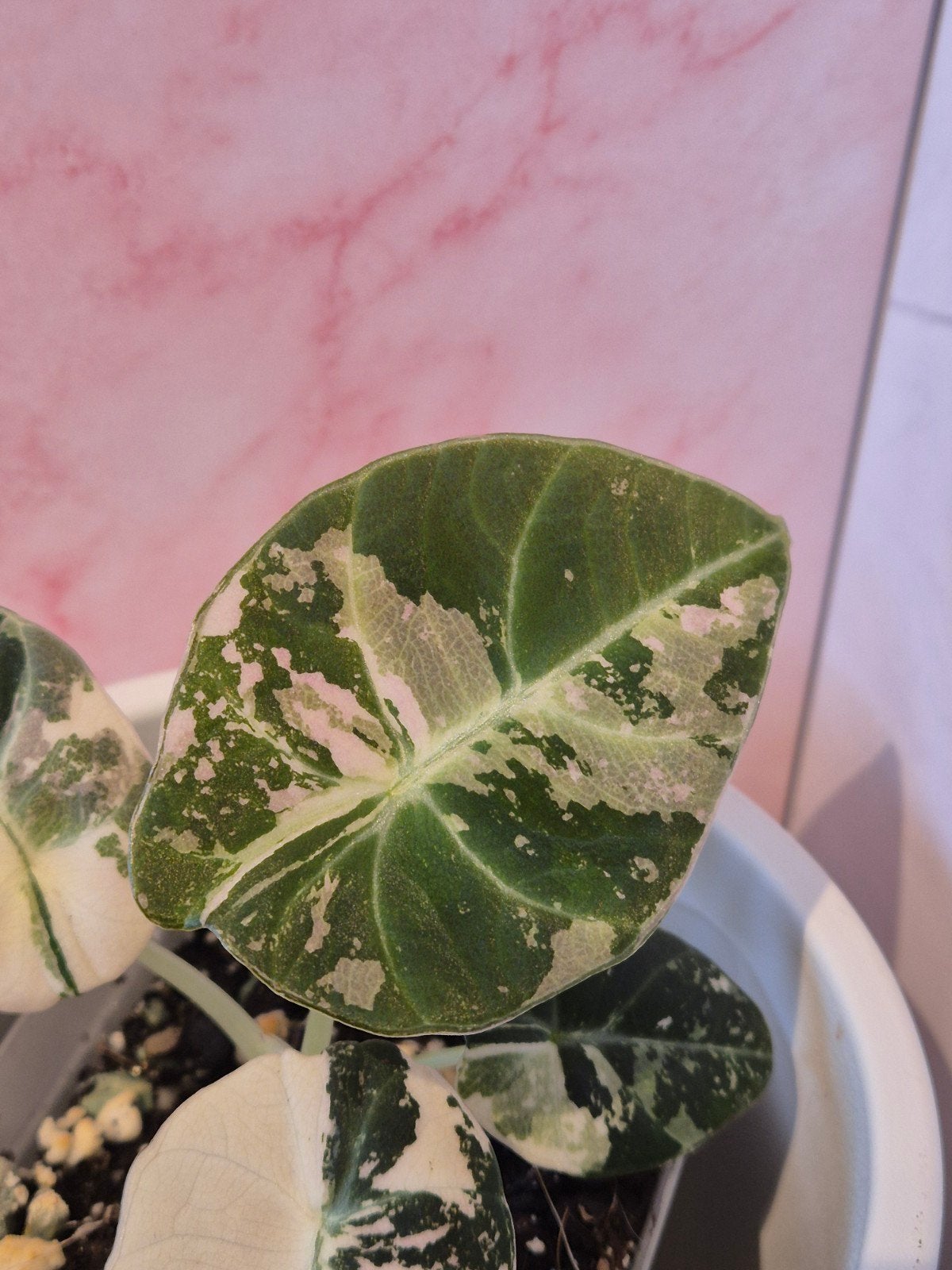 Alocasia Black Velvet Pink #1, Huis en Inrichting, Verzenden, Halfschaduw, Minder dan 100 cm