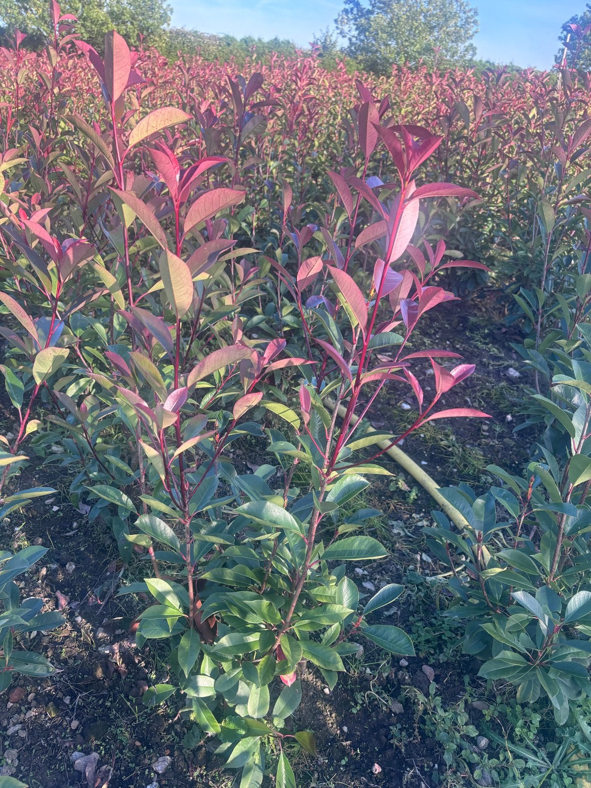 Glansmispel Photinia Red Robin haagplanten 60 t/m 120cm, Tuin en Terras, Volle zon, Vaste plant, Lente, Ophalen