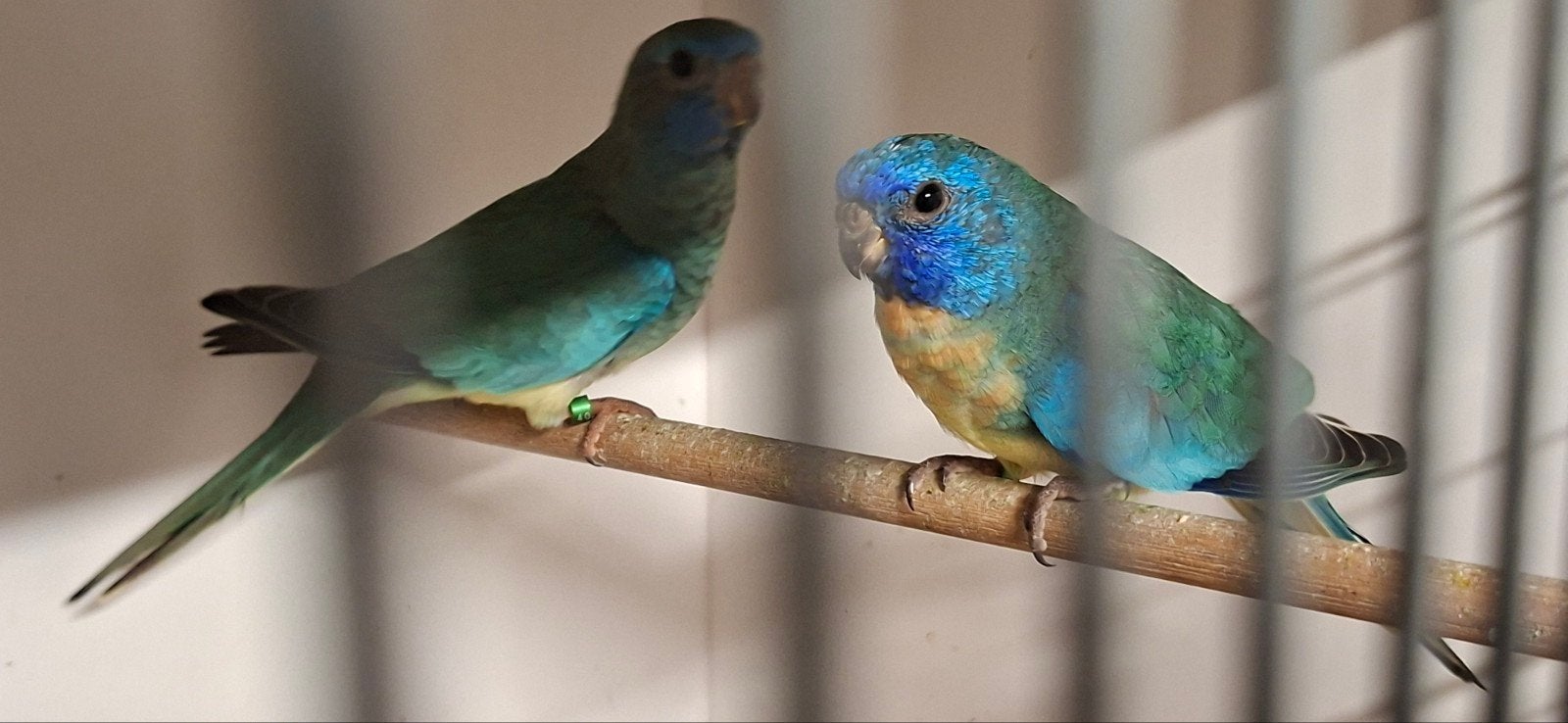 splendids, Meerdere dieren, Parkiet