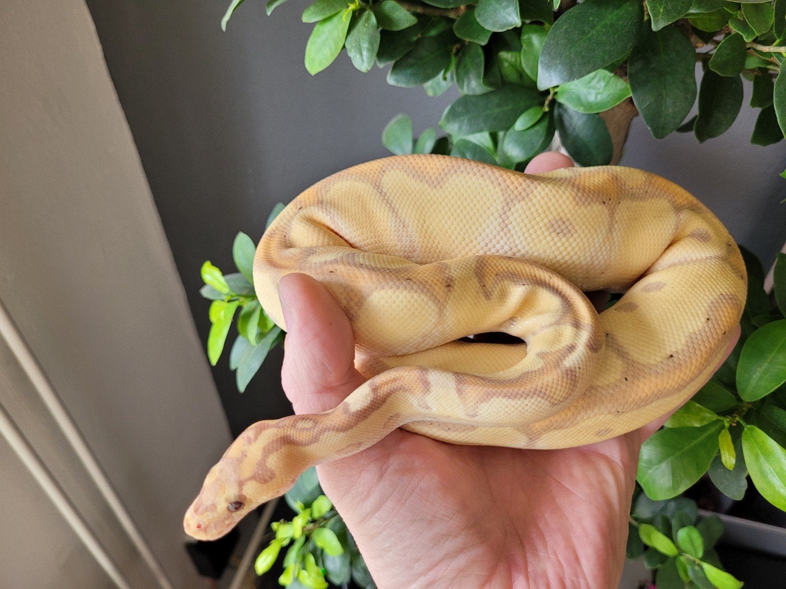 Ballpython, regius Enchi Banana Clown vrouw 0.1 eind 2025 Ball Python photo 3