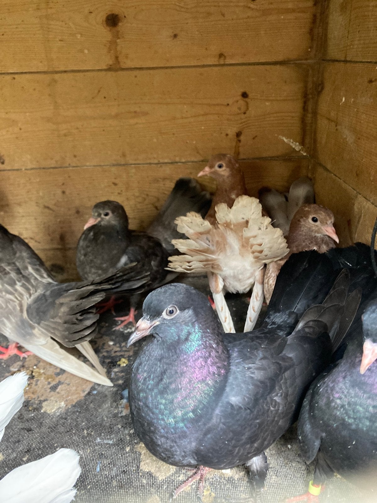Jonge oosterse rollers, Meerdere dieren, Postduif
