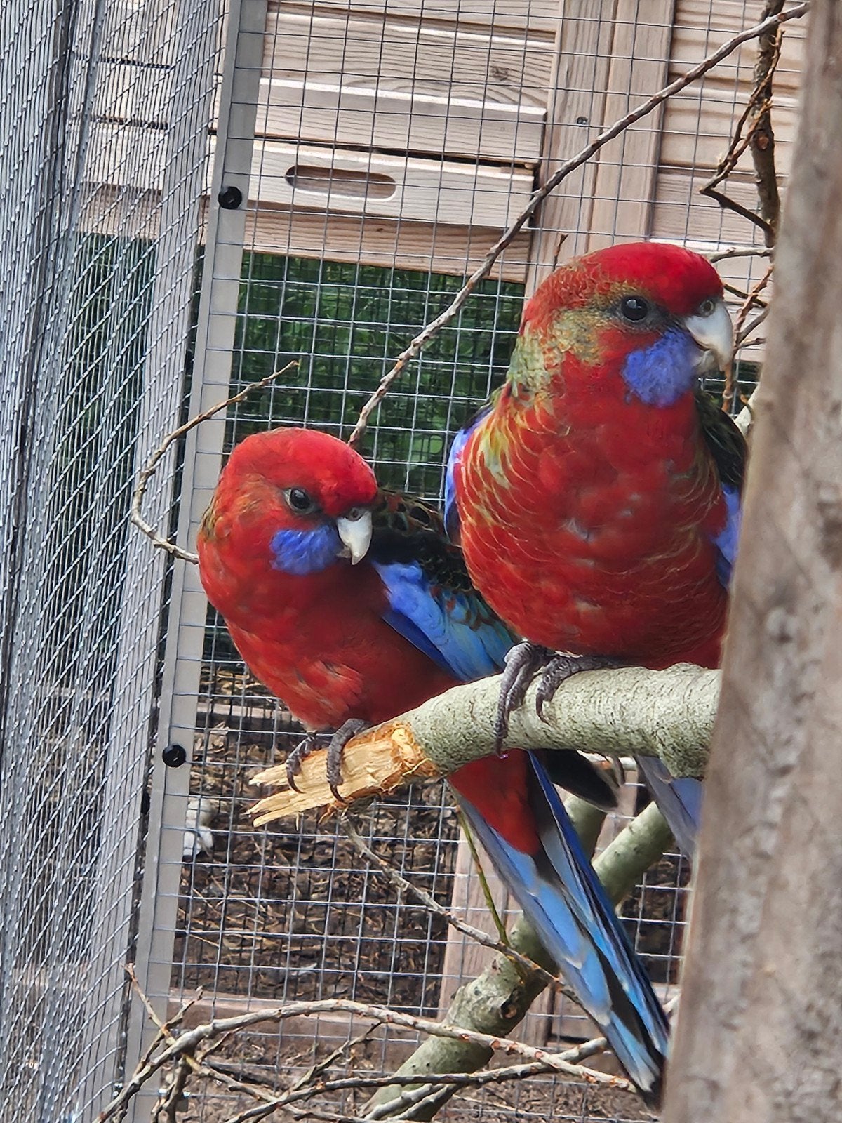 3x koppel pennant rosella split blauwx cinnamon mooi!!!, Dieren en Toebehoren, Meerdere dieren, Parkiet, Geringd