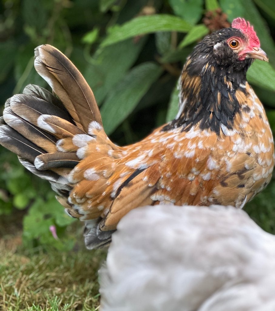 Ukkelse Baardkriel porselein haantjes, Dieren en Toebehoren, Pluimvee, Mannelijk, Kip