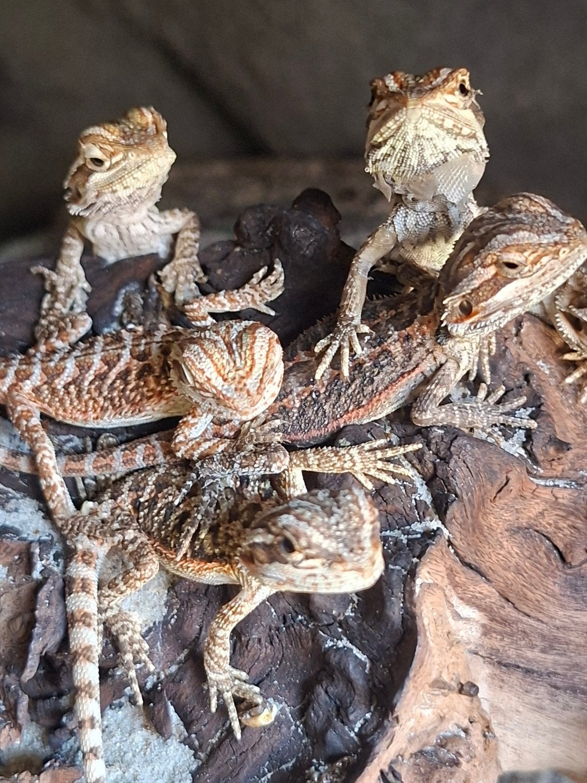 mooie baby baardjes nu €50 per stuk!!!, Slang, 0 tot 2 jaar