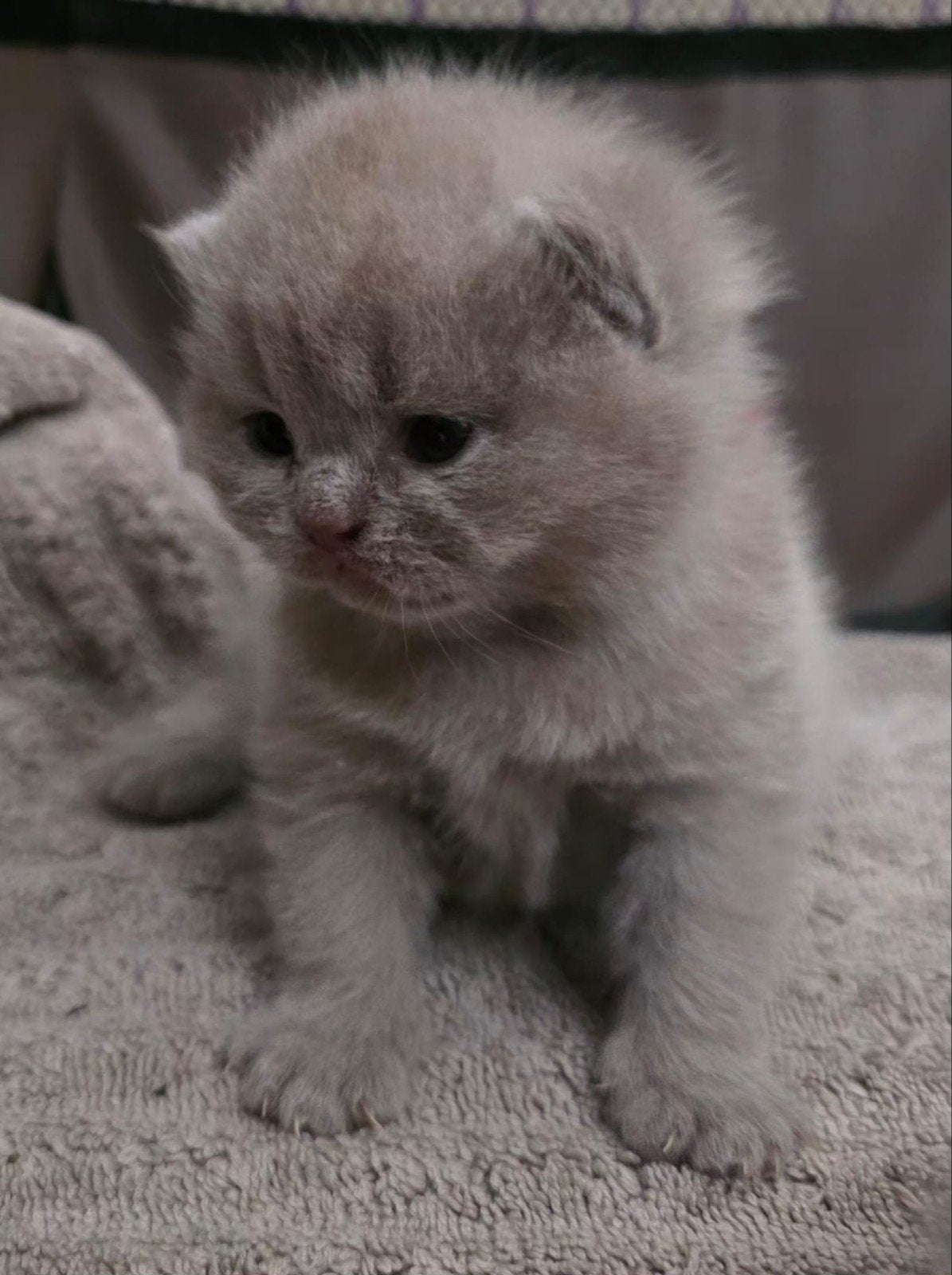kittens britse korthaar lilac - blue, Poes, Ontwormd, 0 tot 2 jaar