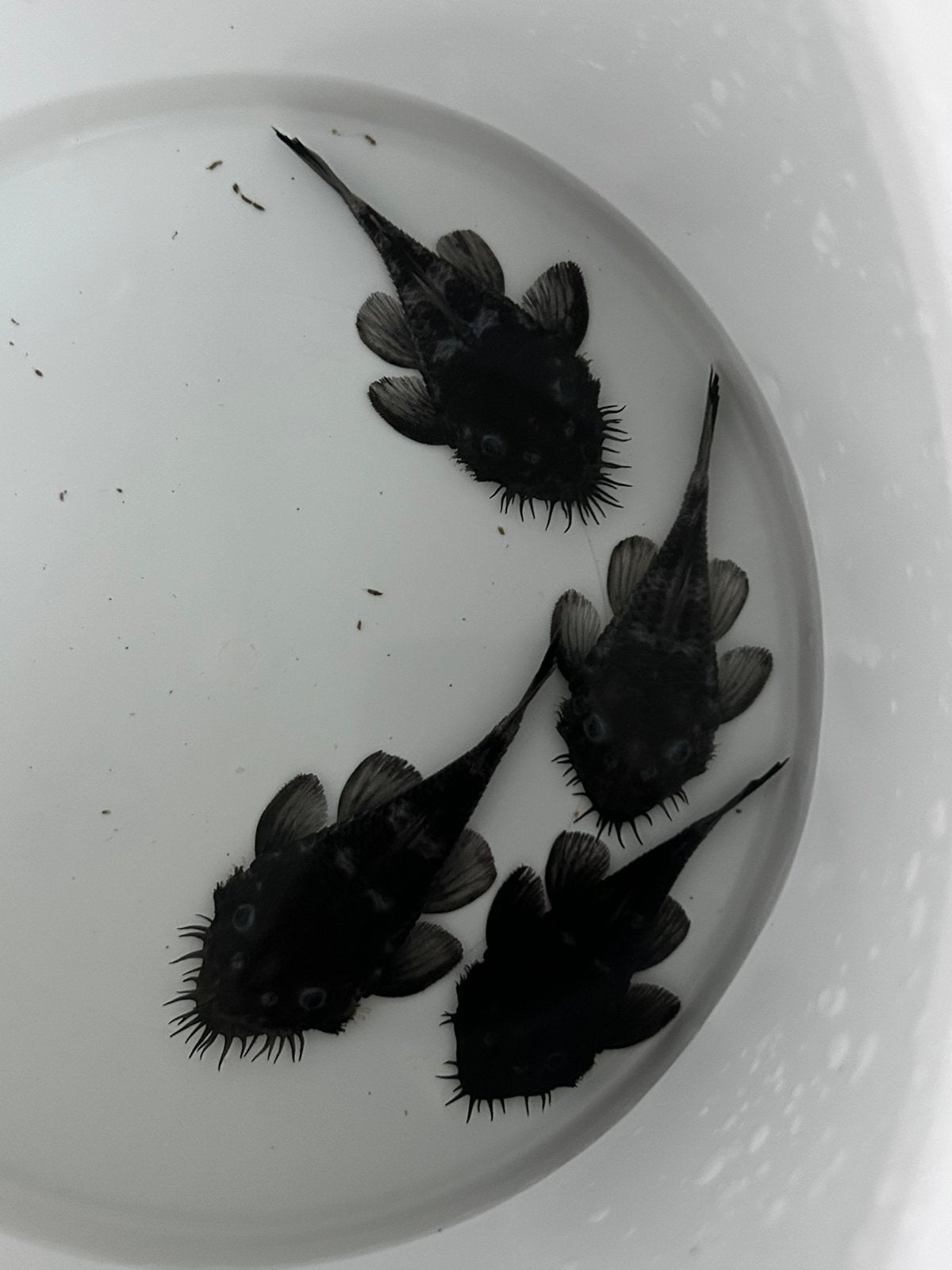 Ancistrus ranunculus | Medusa pleco koppel | L034, Vis