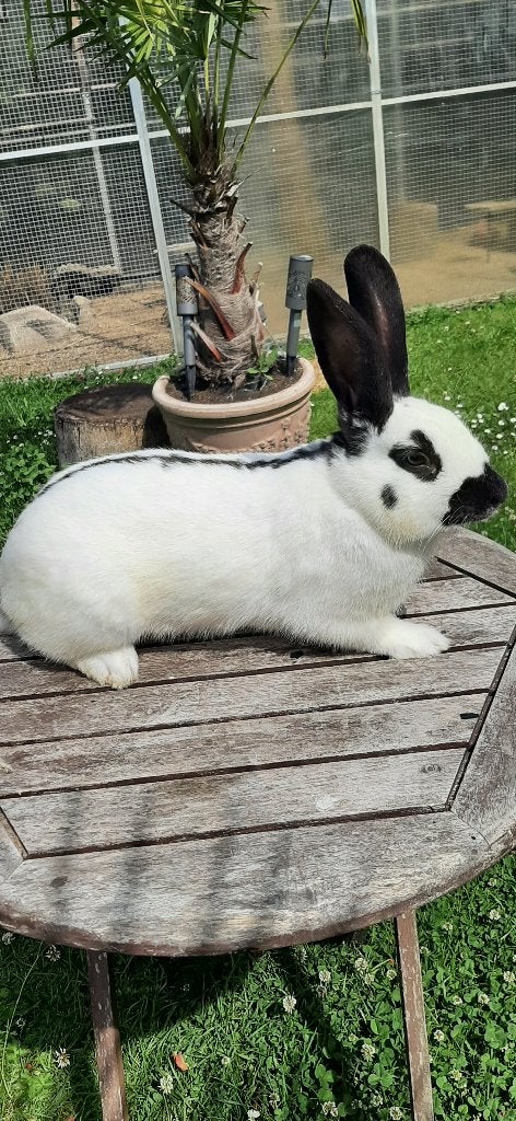 Lotharinger ram middelgroot, Dieren en Toebehoren, Konijnen, Mannelijk, Groot, 0 tot 2 jaar