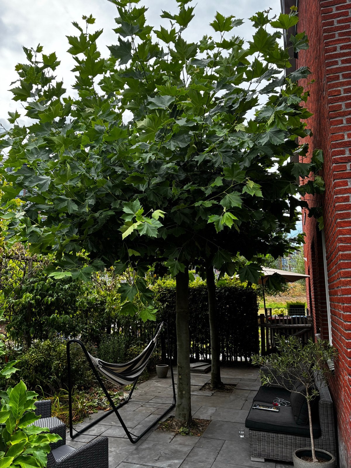 Robuuste Plataanboom - Zelf uitgraven, Tuin en Terras, Planten | Bomen, Ophalen, Volle zon, Overige soorten, 250 tot 400 cm