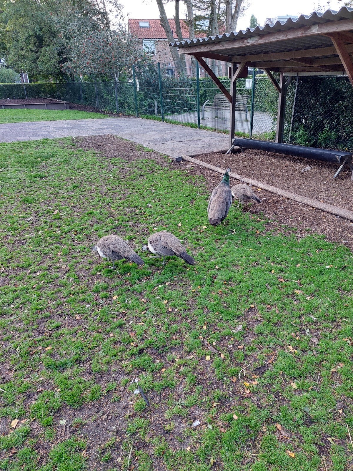 Te koop 2 jonge hanen pauwen, Dieren en Toebehoren, Meerdere dieren, Overige soorten