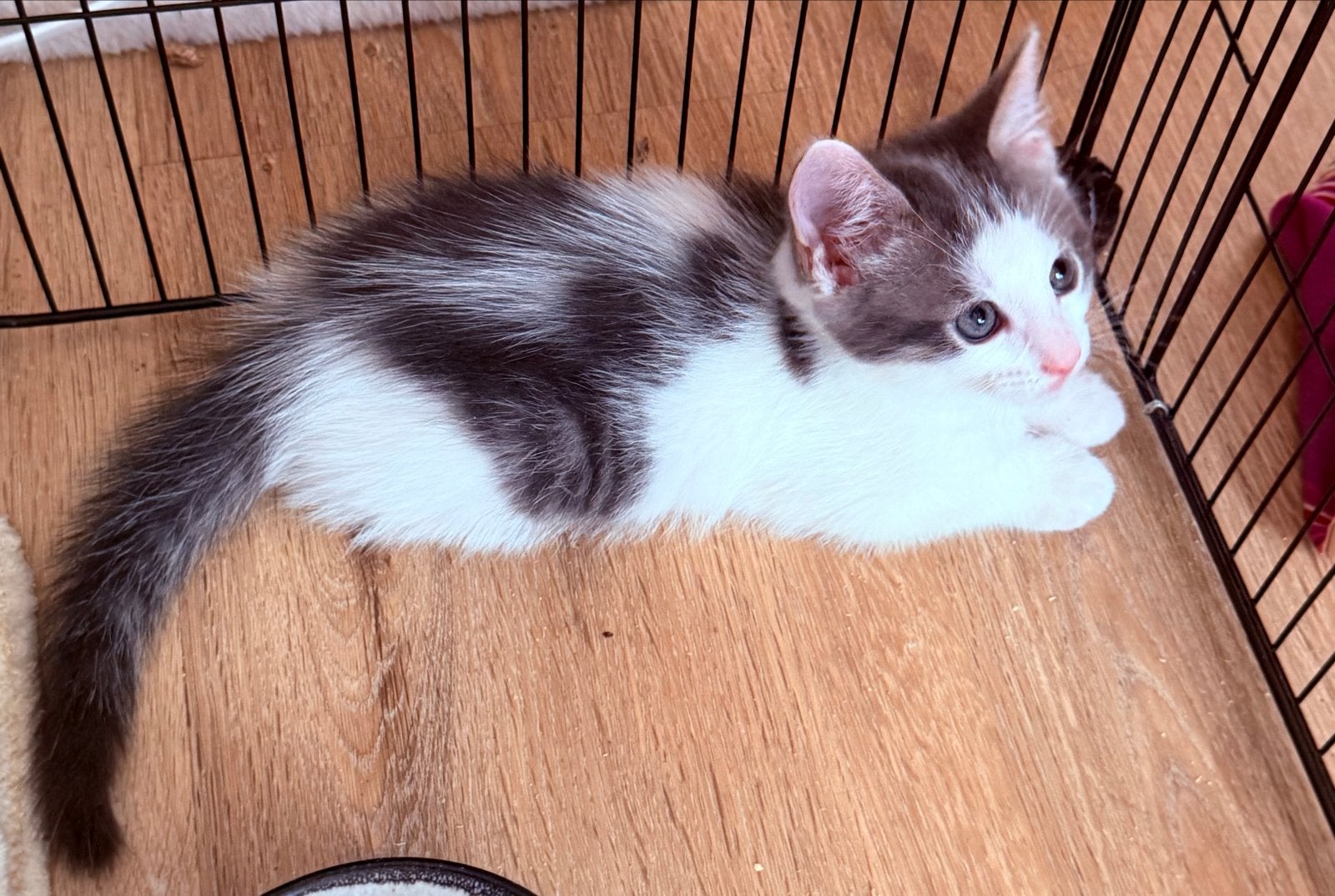 Foto 7 van Kittens mogen het nestje verlaten.