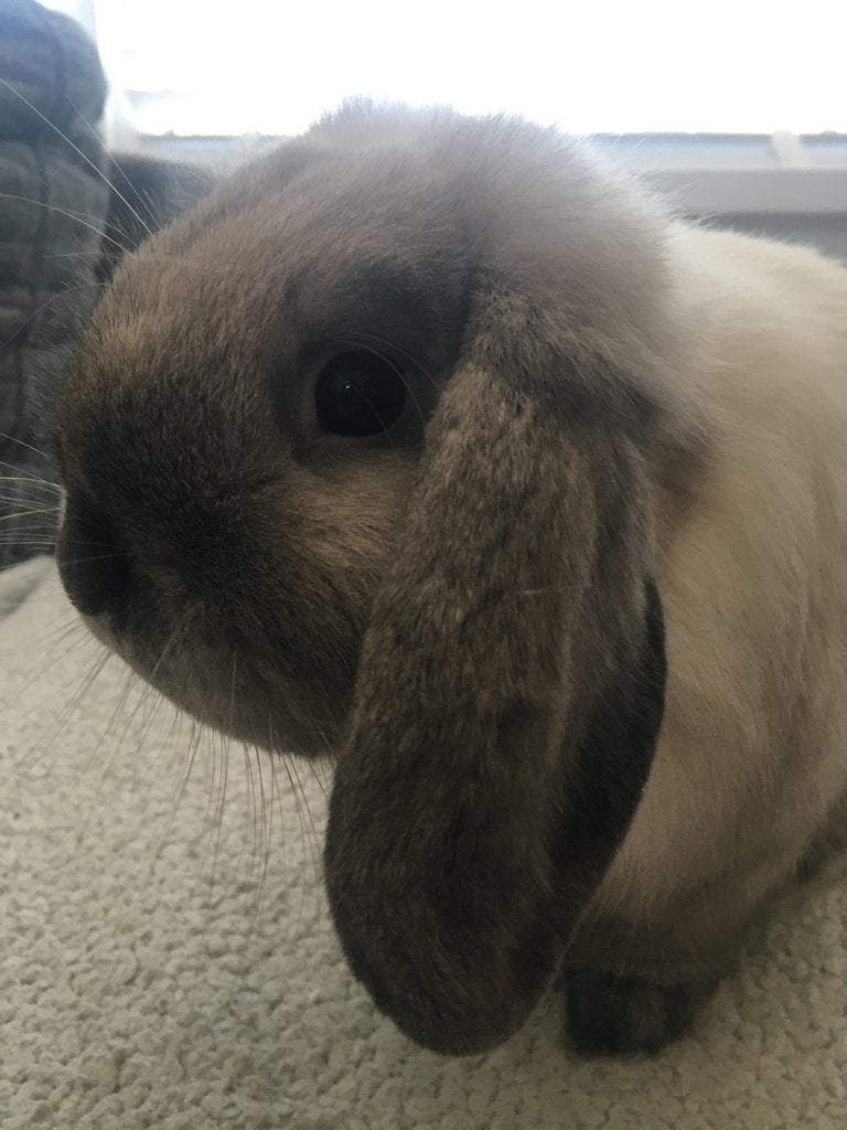 Zeer lief NHD xMinilop rammetje, Dieren en Toebehoren, Mannelijk, Dwerg, Hangoor, 0 tot 2 jaar
