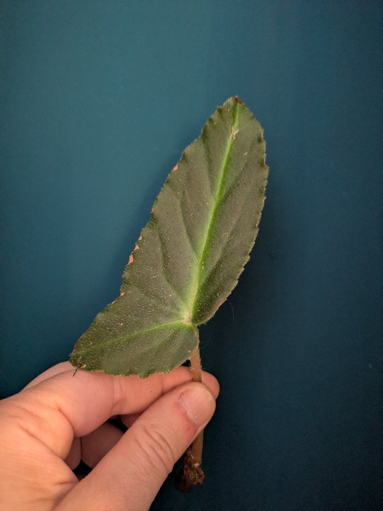 Begonia Listada stekje, Ophalen of Verzenden, Halfschaduw, Minder dan 100 cm
