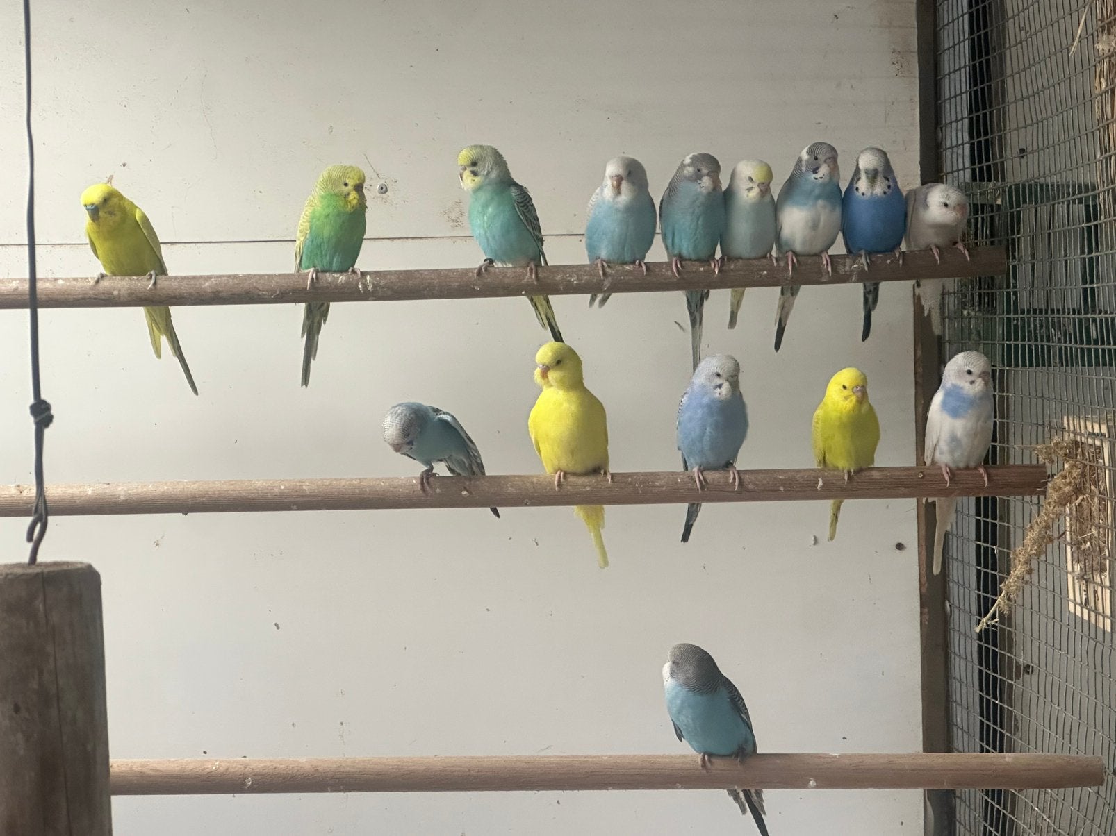 Mooie jonge grasparkieten en oudere vogels, Dieren en Toebehoren, Vogels | Parkieten en Papegaaien, Meerdere dieren, Parkiet, Geringd