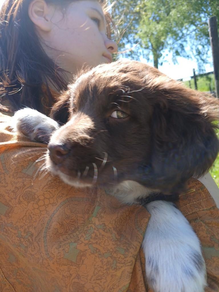 Chocolade bruine friese stabij pups (nog twee reutjes), Parvo, Overige rassen, 8 tot 15 weken, Meerdere