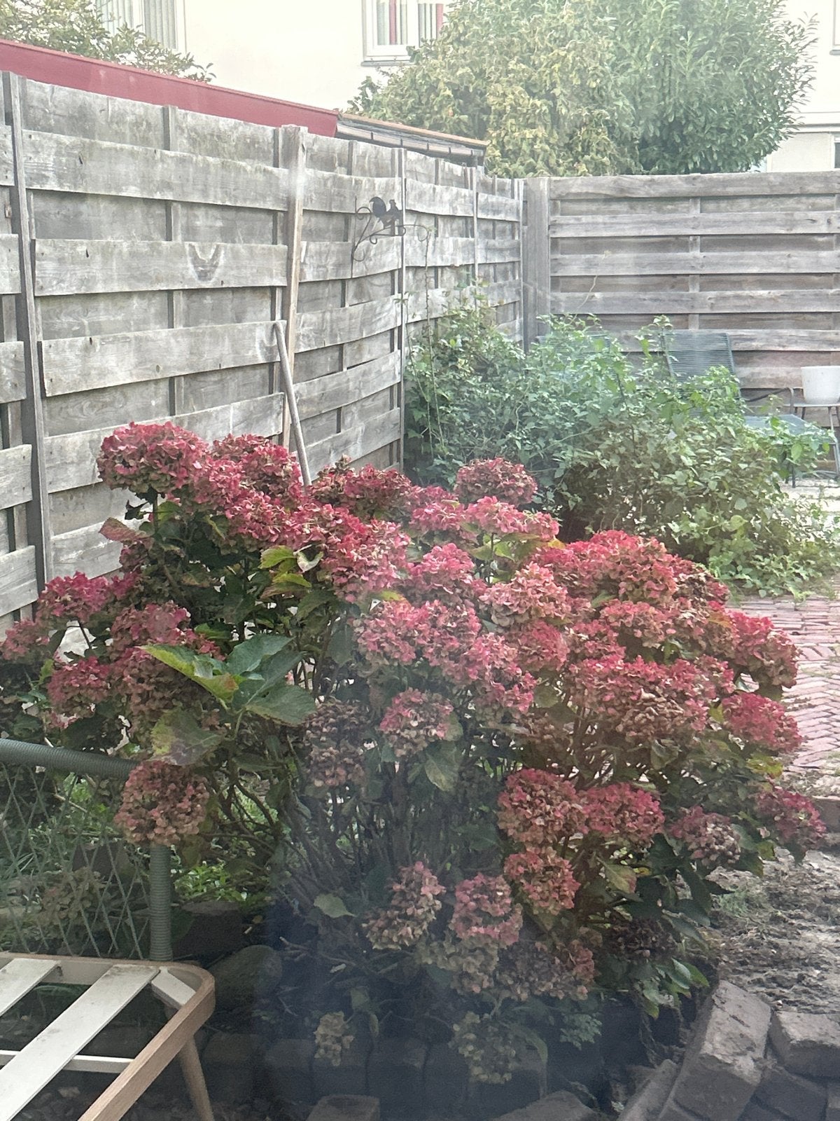 2 Grote Hortensia Struiken - Zelf Uitgraven, Vaste plant, Halfschaduw, Zomer, Ophalen