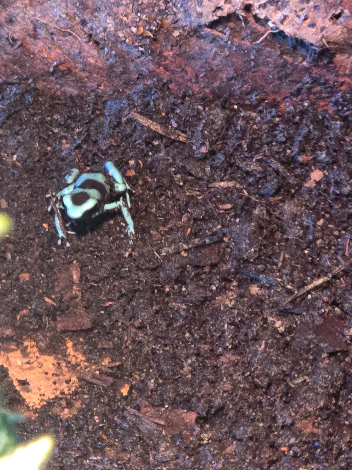 dendrobates Frog photo 5