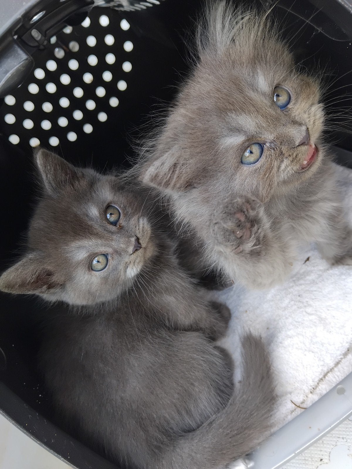 6 weken blue silver tabby Britse korthaar x Ragdoll poesjes, Poes, 0 tot 2 jaar