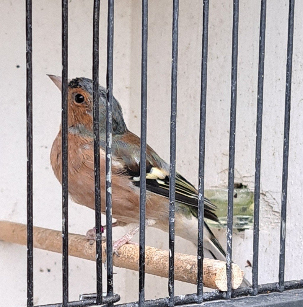 VINK (gereserveerd)