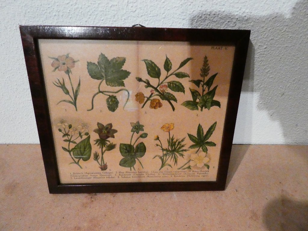 prent van bloemen, Gebruikt, Ophalen of Verzenden, Prent, Natuur