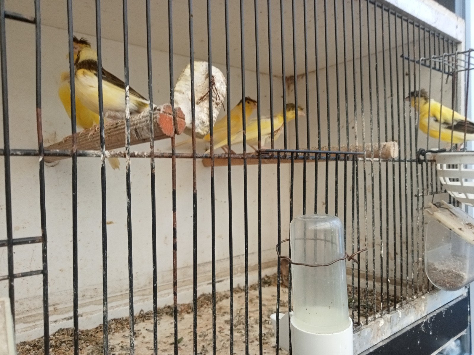 Kuif Kanarie., Dieren en Toebehoren, Vogels | Kanaries, Mannelijk, Kleurkanarie