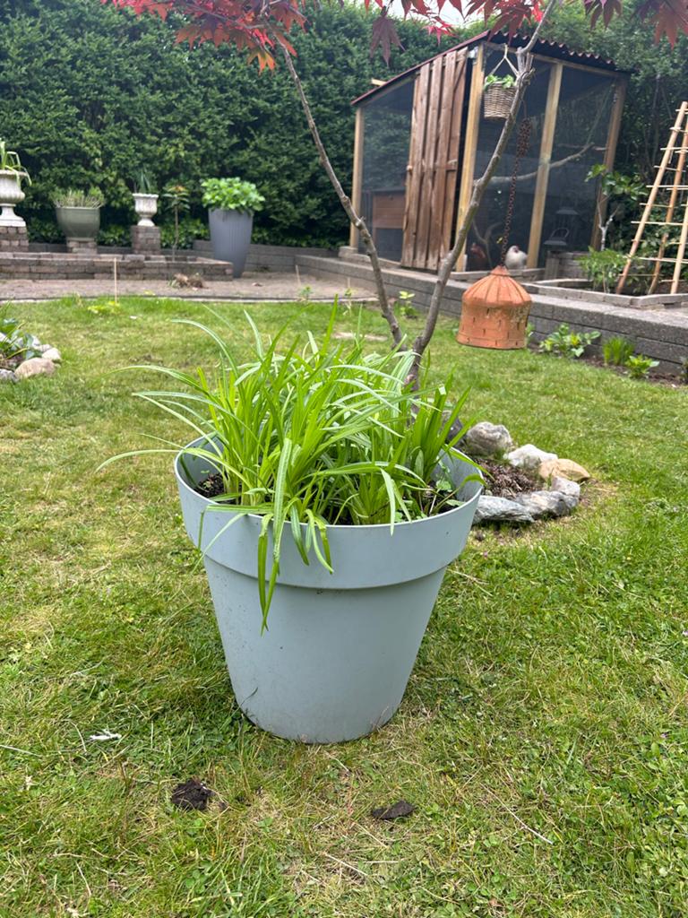 Blauwe kunststof pot met bloembollen (komen nog uit), Tuin en Terras, Ophalen, Kunststof, Gebruikt, Minder dan 60 cm