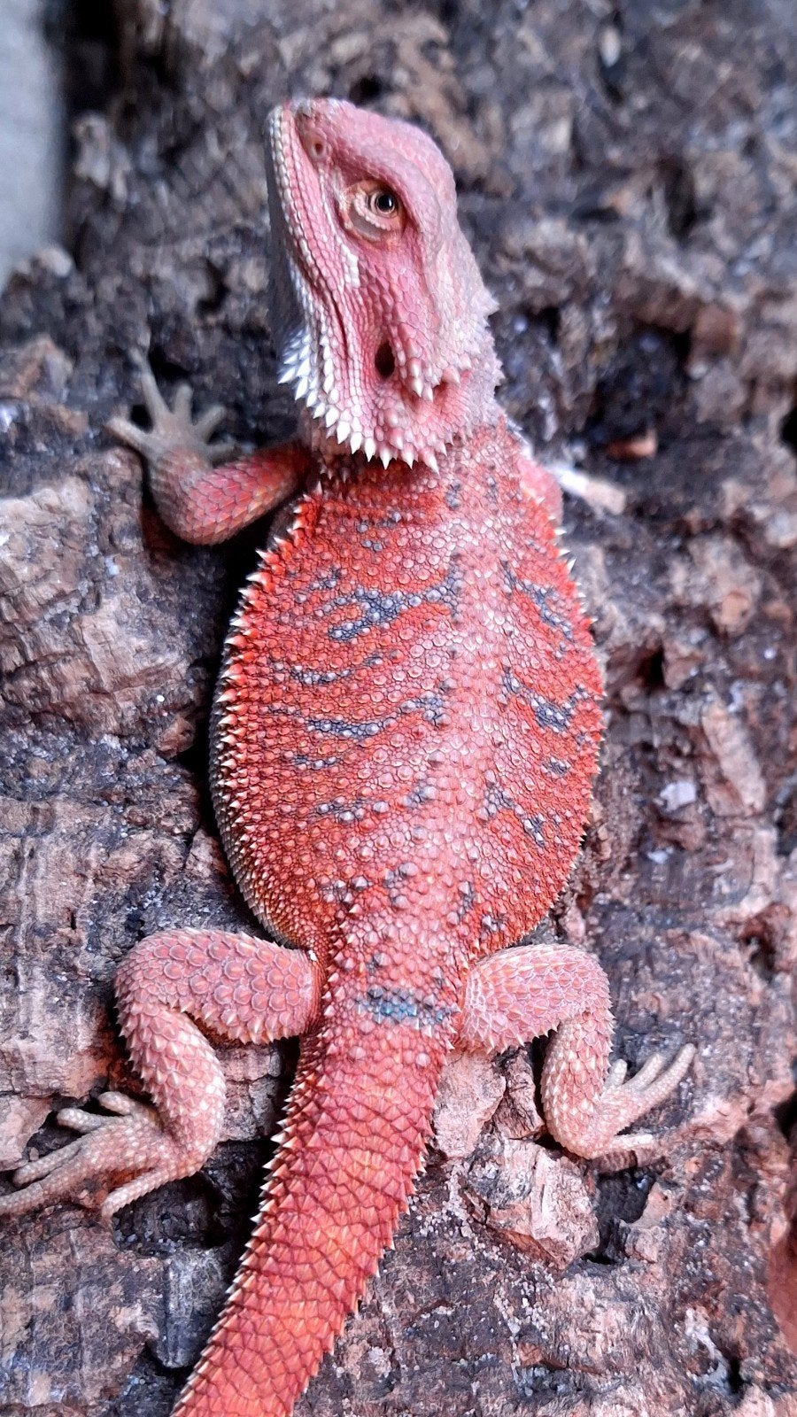 Red Hypo Blue Bar Baardagaam man het. Trans/Witblits Bearded Dragon photo 4