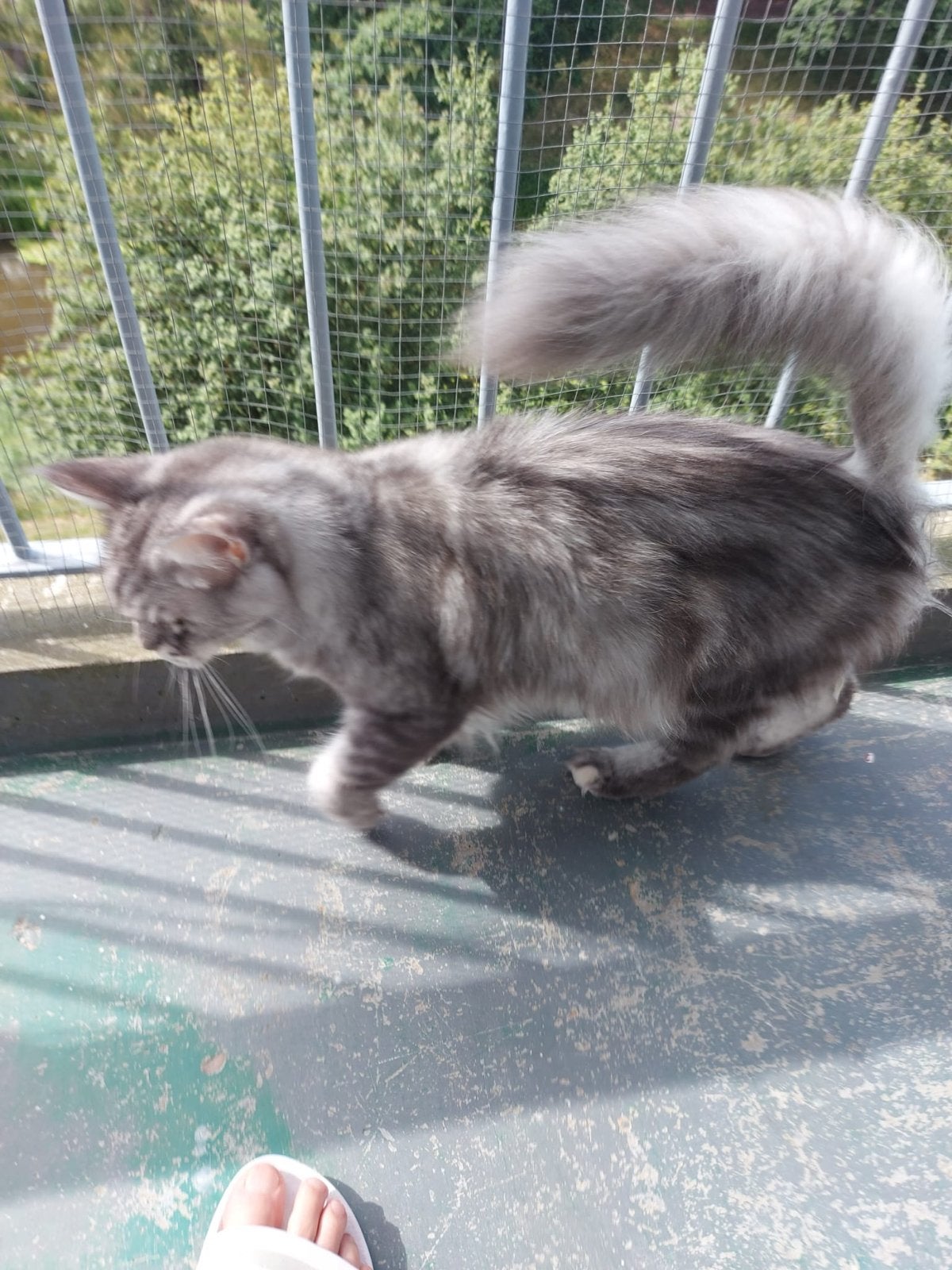 Maine Coon  poes, Dieren en Toebehoren, Poes